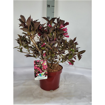 Weigela florida 'Alexandra' F00010692