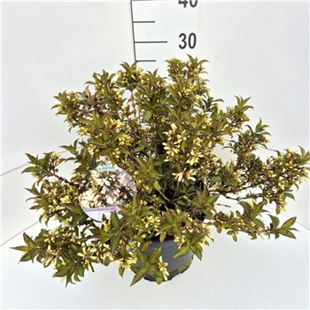 Weigela florida 'Black and White' F00008217