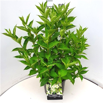 Weigela florida 'Candida' F00008279