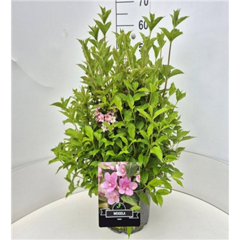 Weigela florida 'Rosea' F00008222
