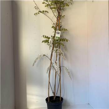 Wisteria sinensis 'Alba' F00010339