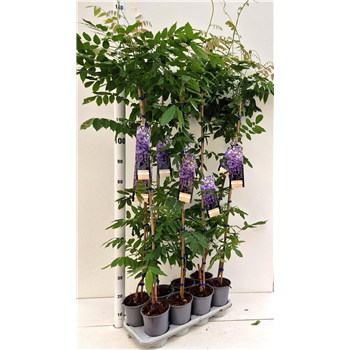 Wisteria sinensis 'Prolific' F00010341