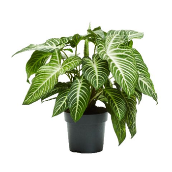 Xanthosoma Lindenii F00005468