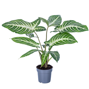 Xanthosoma Lindenii F00005467