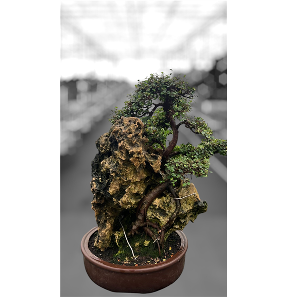 Zelkova parvifolia F00007770