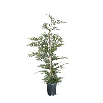 xCupressocyparis leylandii F00009843