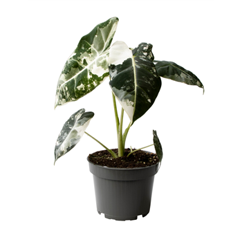 Alokazija Frydek Variegata F00002237