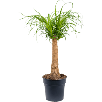 Nolina Beaucarnea recurvata 4BERERS24