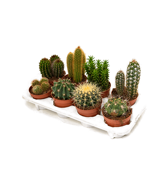 Kaktus mix 8/tray 4CAMIKK12