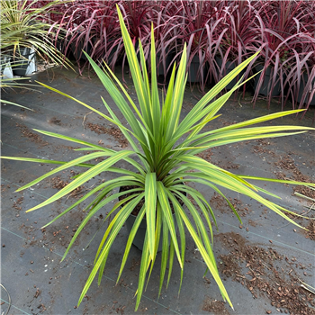 Cordyline australis 'Peko' F00009661