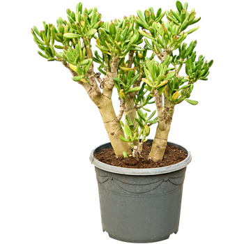 Crassula ovata 'Gollum' 5CRGOBU15