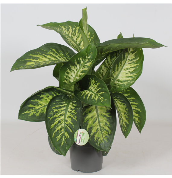 Dieffenbachia seguine 'Reeva' F00001224