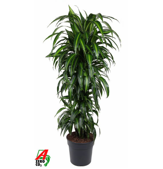 Dracena fragrans 'Hawaiian Sunshine' F00003236