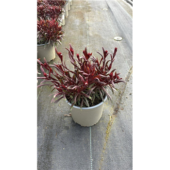 Gaura lindheimeri 'Gambit Compact Pink' F00009273