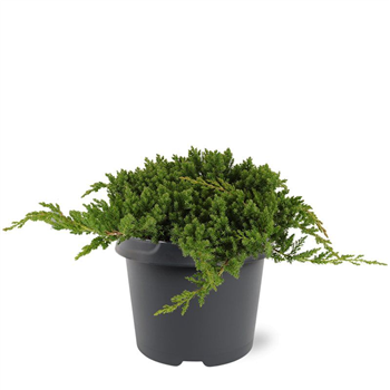 Juniperus procumbens 'Nana' F00007917