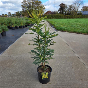 Mahonia media 'Winter Sun' F00008638