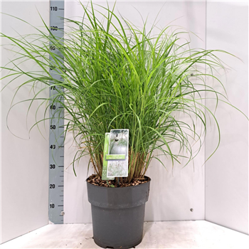 Miscanthus sinensis 'Herman Mussel' F00010139