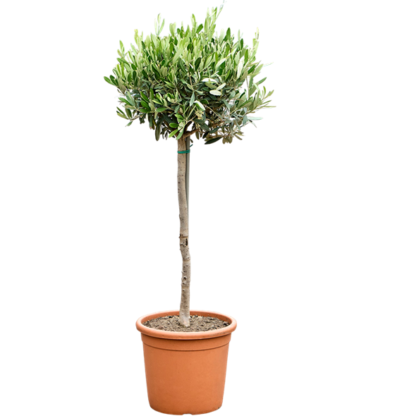 Oljka Olea europaea 5OLEUR025