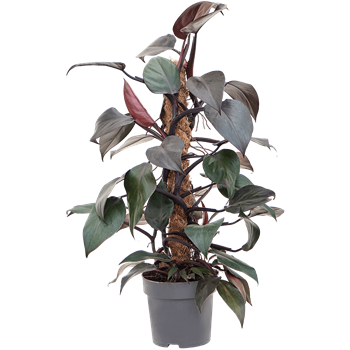 Philodendron 'New Red' 4PHNRMK17