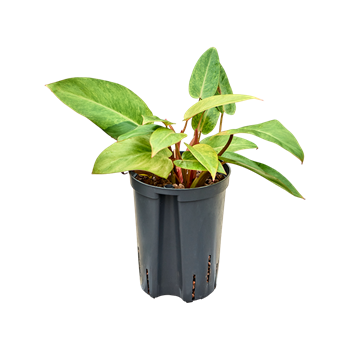 Philodendron 'Painted lady' 1PHPLBP10