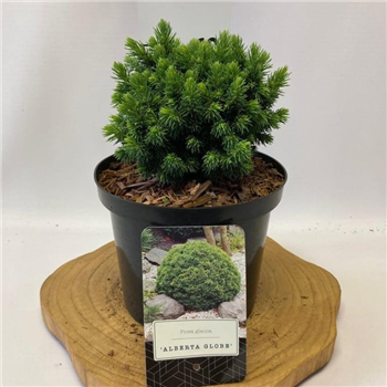 Picea glauca 'Alberta Globe' F00009191