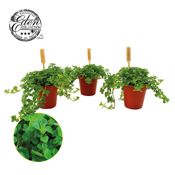 Pilea depressa F00004504