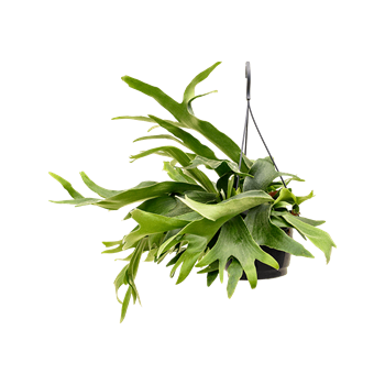 Platycerium bifurcatum 4PLBITU12