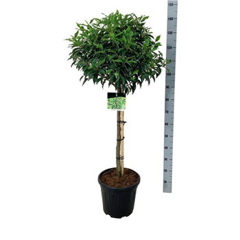 Prunus lusitanica 'Angustifolia' F00007564