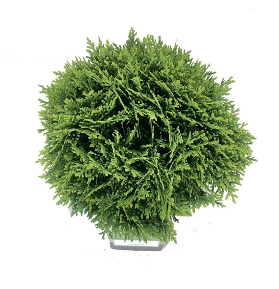 Thuja occidentalis 'Danica' F00009245