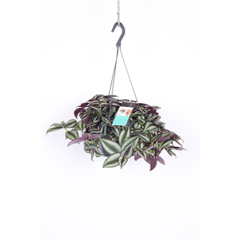 Tradescantia zebrina 'Purpusii' F00002942