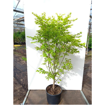 Javor palmatum 'Summer Gold' F00010928