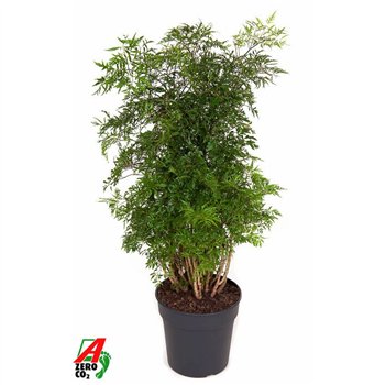 Polyscias ming Ming branched P241 pp 90cm 24cm Q3686