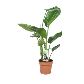 Strelicija nicolai Nicolaizonder flower fl  2 pp 50cm 17cm Q4328