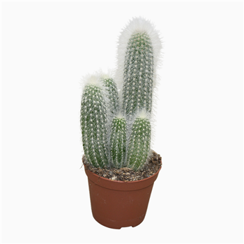 Cleistocactus strausii F00001540