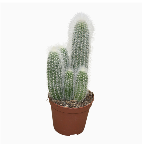Cleistocactus strausii F00001540