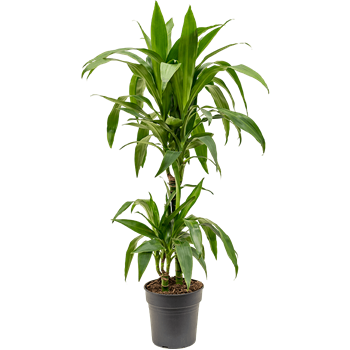 Dracena fragrans 'Janet Craig' 4DRJC2S20