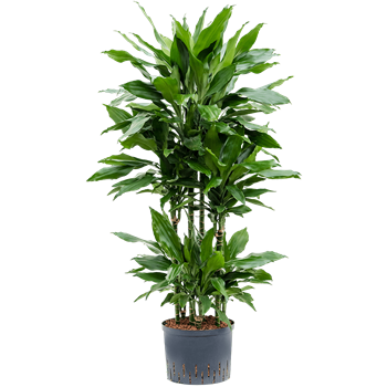 Dracena fragrans 'Janet Lind' 1DRJLCA12