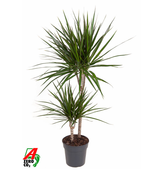 Dracena marginata F00002427