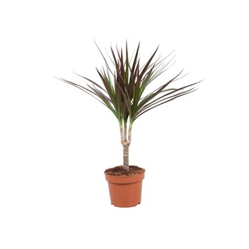 Dracena marg  magenta Magenta enkele stam1 pp 45cm 12cm Q1501