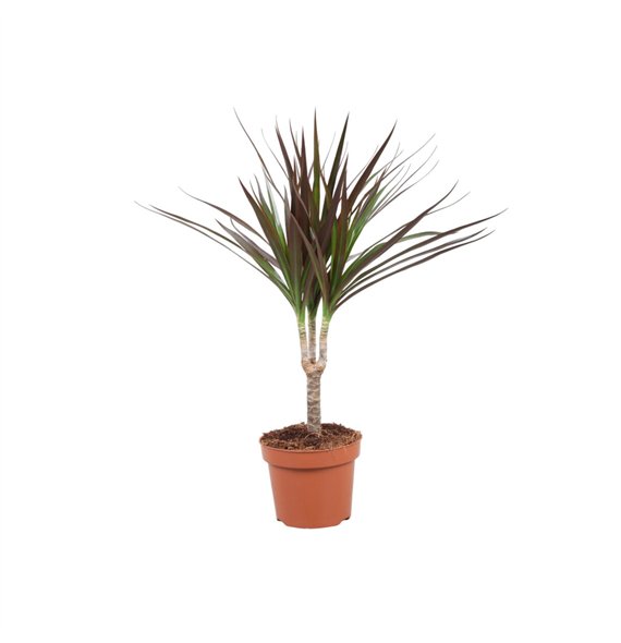 Dracena marg  magenta Magenta enkele stam1 pp 45cm 12cm Q1501