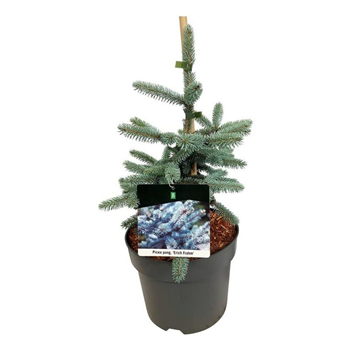Picea pungens 'Erich Frahm' F00008309