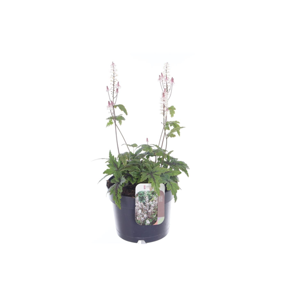 Tiarella cordifolia 'Sugar and Spice' F00004968