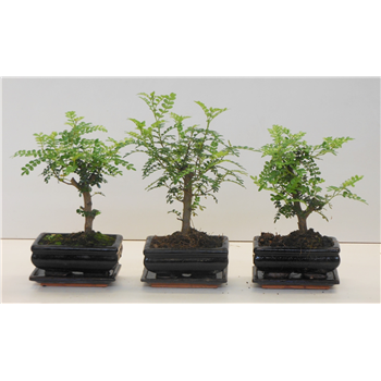 Zanthoxylum piperitum Bonsaj F00002571