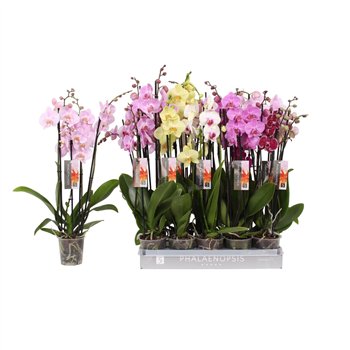 Orhideja Phalaenopsis mix 7 color  4-spike 25+fl stems plnt 65cm 12cm Q3118