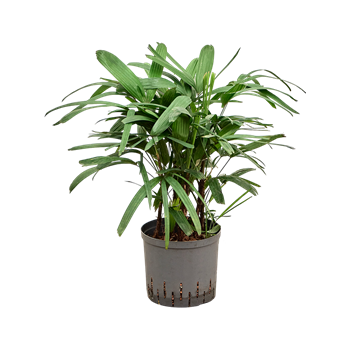 Rhapis excelsa 1RHEXTU21