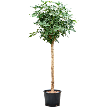 Šeflera arboricola 'Compacta' 1SCARRS11