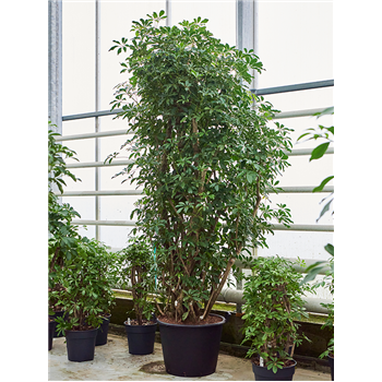 Šeflera arboricola 'Compacta' 4SCARVT80