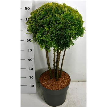 Thuja occidentalis 'Golden Smaragd' F00006122