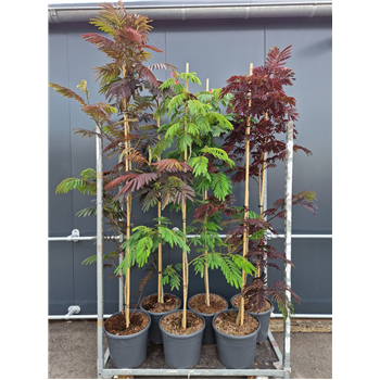 Albizia julibrissin F00010919