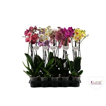 Orhideja Phalaenopsis mix - 2 stems 70cm (Quattro)16 fl  plnt 65cm 12cm Q3211